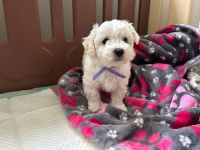 Scoby vel Theo - 7 tygodni